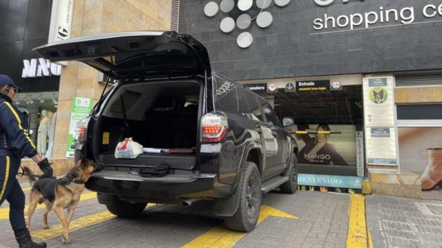 cachorro revistando carro