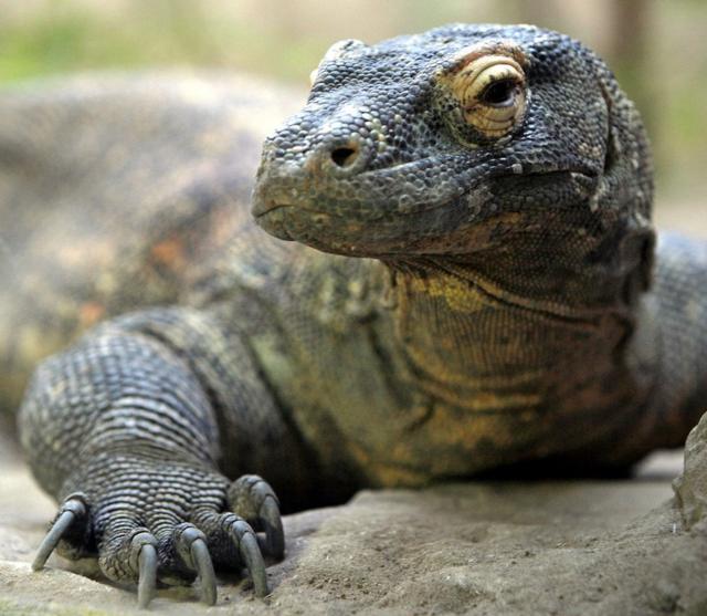 Dragãoapostas esportivas memeKomodo