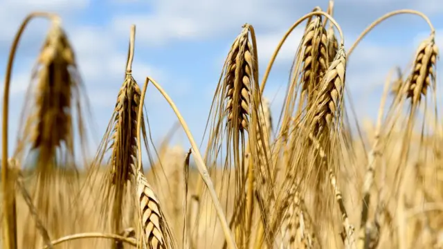 शेतकरी, गहू, तांदूळ