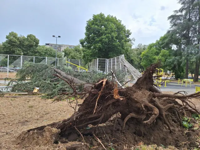 Počupano drveće iz korena u novobeogradskom bloku 70