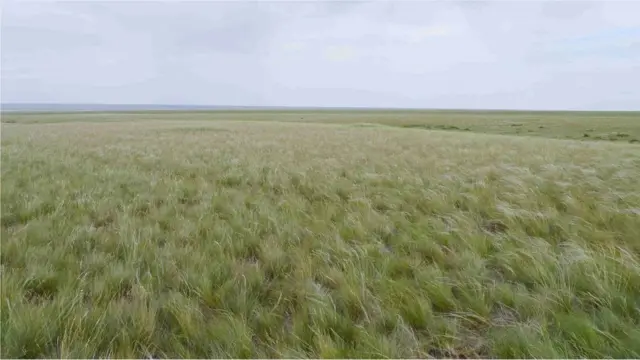 Kazakh Steppe