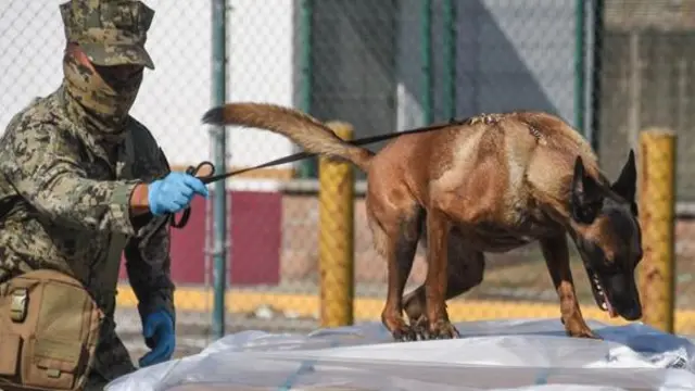 গন্ধ শুঁকে ফেন্টানিল খুঁজে বের করতে প্রশিক্ষিত শিকারি কুকুরও ব্যবহার করা হচ্ছে