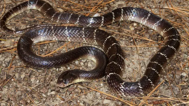 கட்டு வரியன் பாம்பு கடித்தால் தூக்கத்திலேயே மரணம் ஏற்படுவது ஏன்? அறிகுறிகள் என்ன?