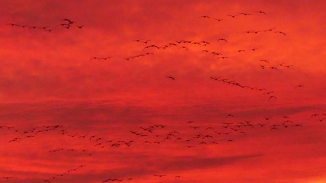 Skies over parts of UK turn 'fiery' red in rare sunset phenomenon for two  night in a row, Science, News