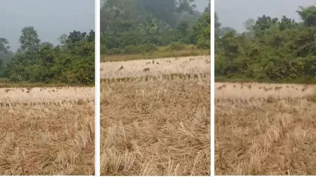 সীমান্ত পার হয়ে আসছে বানর।