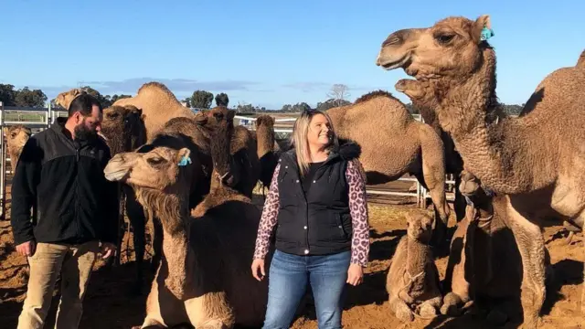 Camels are said to be intelligent animals