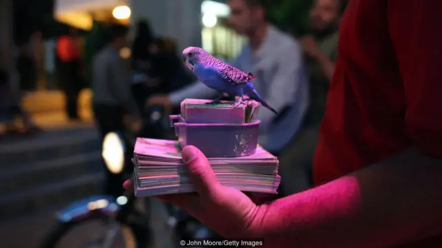 นกเกาะอยู่บนสำรับไพ่