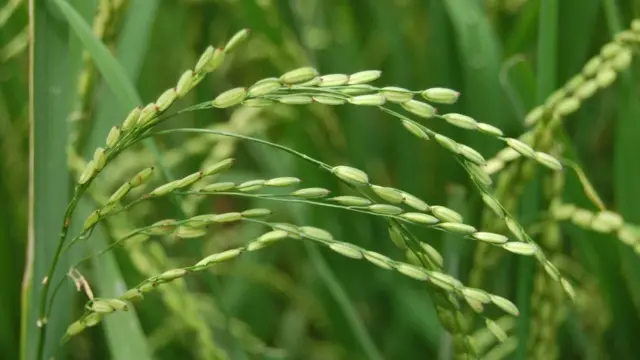 நெல் வயல்