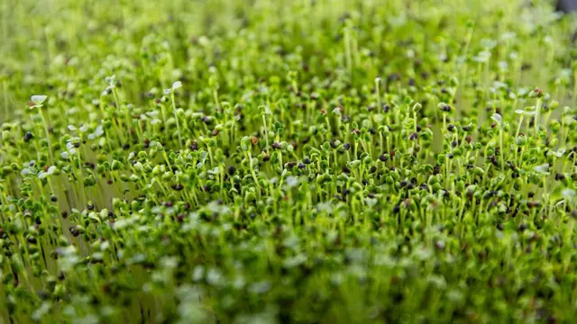 ভালো ফলন পেতে বীজ সংরক্ষণ ও বাছাই খুবই গুরুত্বপূর্ণ