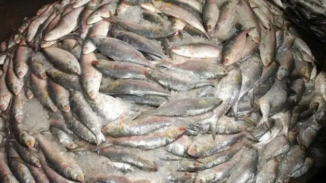 বিশ্বে ইলিশের মোট উৎপাদনের ৮০ শতাংশের বেশি হয় বাংলাদেশে