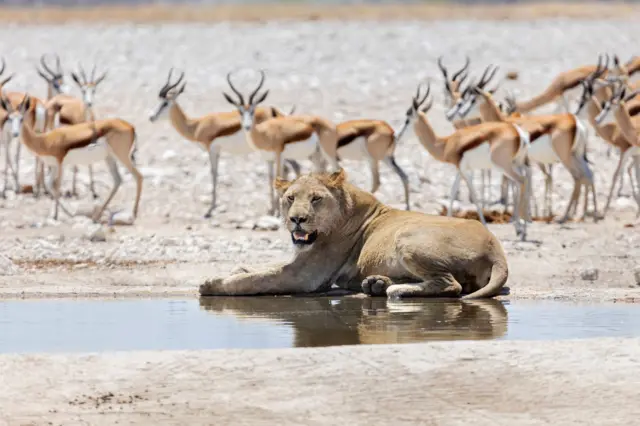 ਏਟੋਸ਼ਾ ਨੈਸ਼ਨਲ ਪਾਰਕ, ​​ਨਾਮੀਬੀਆ 