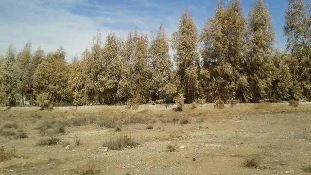 خاوران در ۱۳۹۵؛ از آن سوی درختان گلستان جاوید محل دفن متوفیان بهایی آغاز می‌شود