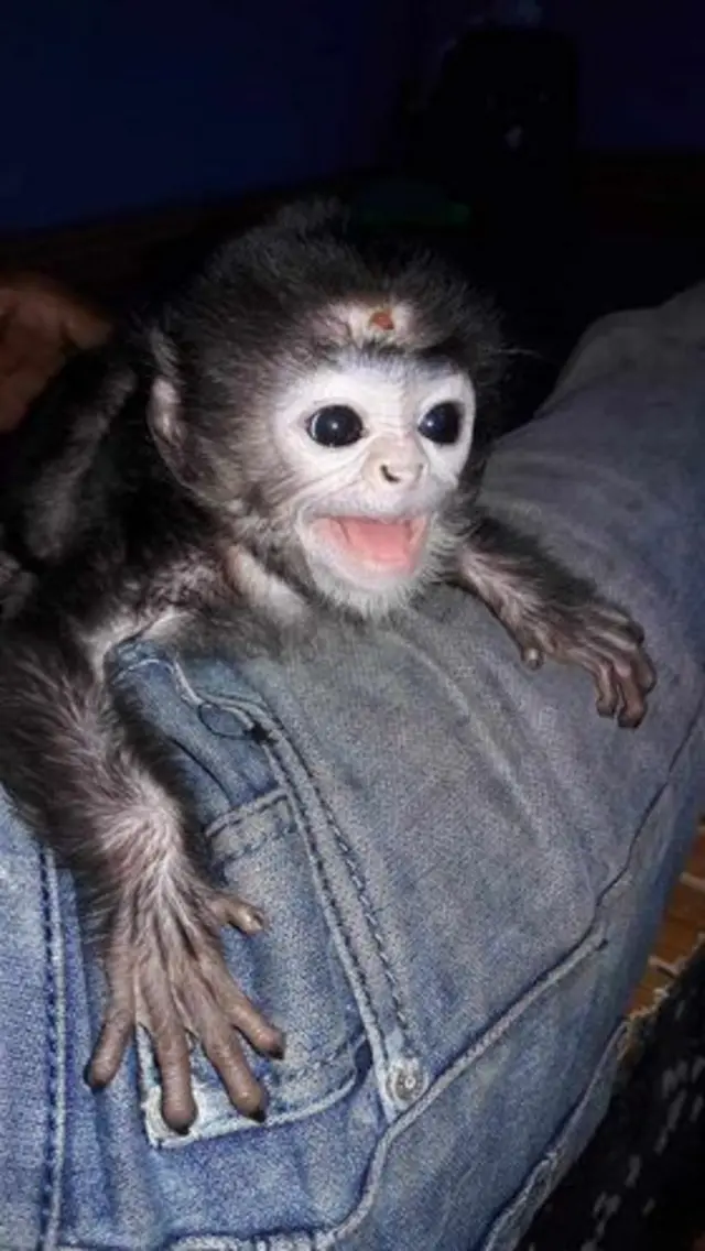 Chanaka's monkey