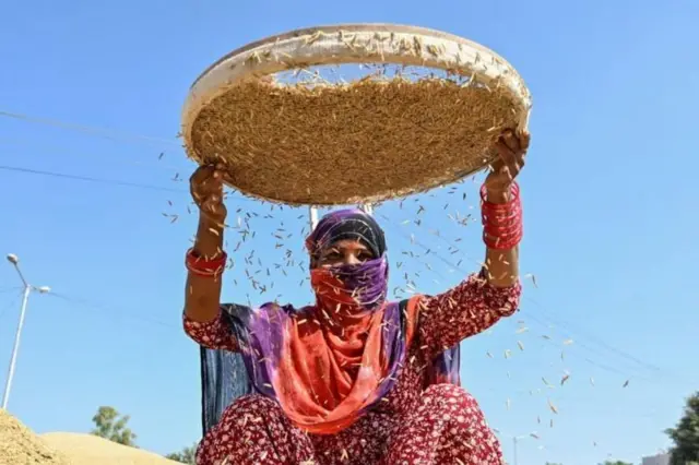 43-44° સેલ્સિયસ તાપમાનમાં કામ કરતી મહિલા ખેડૂતો કેવી-કેવી તકલીફોનો સામનો કરે છે? ઉનાળો ગરમી તાપમાન ચોમાસું પાણી ખેતર ખેડૂત ખેત ખાતર પાણી વરસાદ બીબીસી ગુજરાતી ગુજરાત સમાચાર બપોર