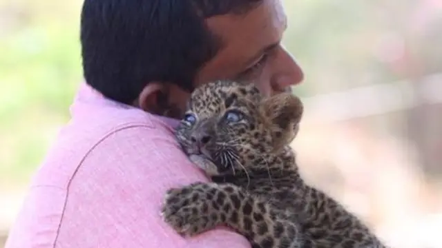 చిరుతు పులి కూనతో వ్యక్తి