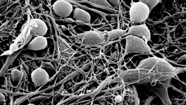 유도만능줄기세포, 줄기세포로 바뀐 일반세포는 인간복제에 응용될 수 있다