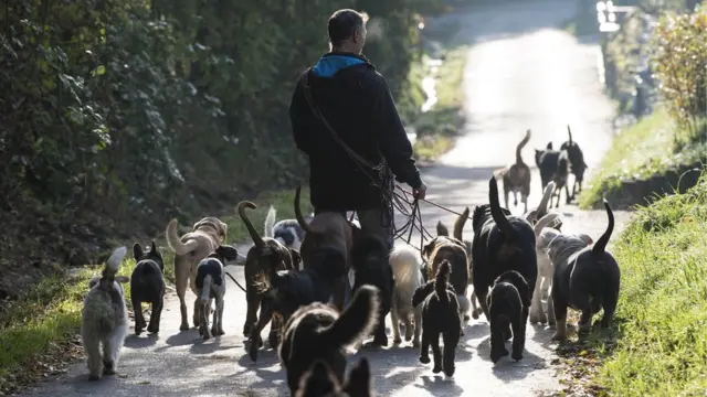 Dogs wey dey stroll