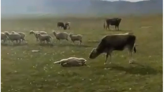 Солтон-Сары