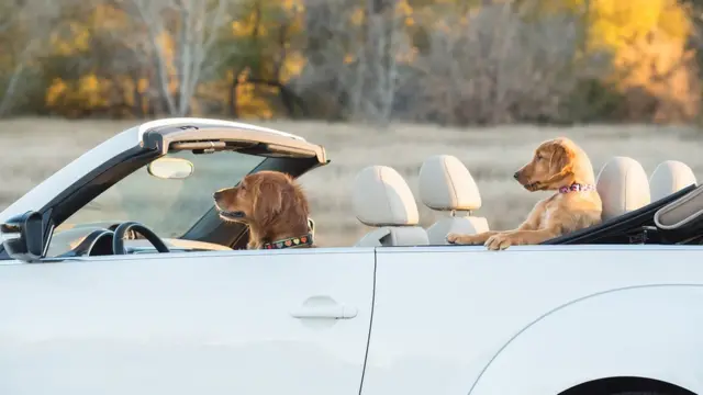 Karen Hoglund menjepret Dany dan Gabby yang sedang "menyetir".
