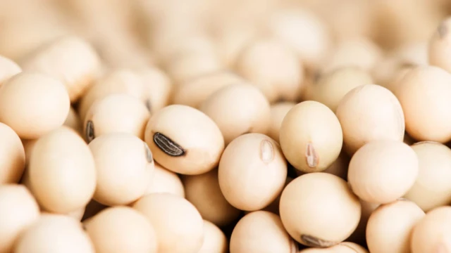 Bir tür kuru fasülye cinsi