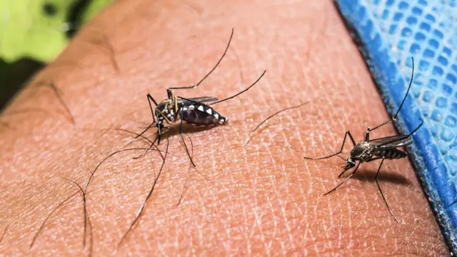 මදුරුවා