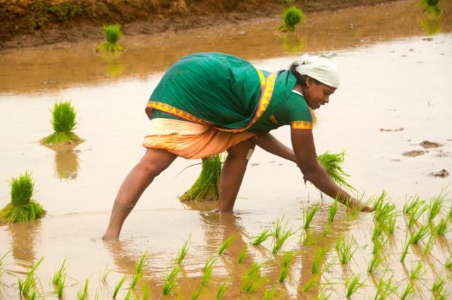 தமிழக வேளாண் நிதிநிலை அறிவிப்புகள் போதுமானவையா?