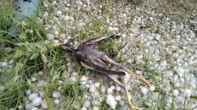 مرے ہوئے پرندے