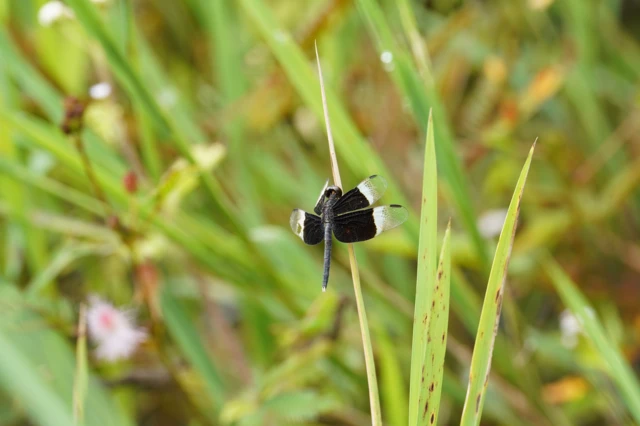 தட்டான்பூச்சி கணக்கெடுப்பு