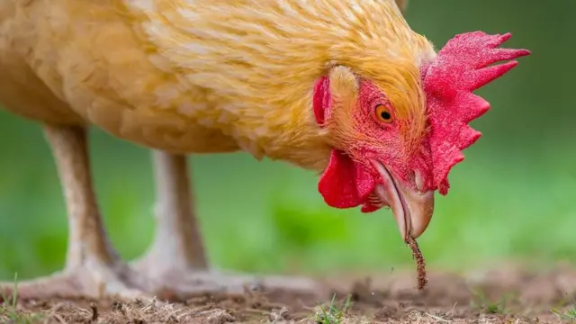 啄食草籽会用多大脑容量？