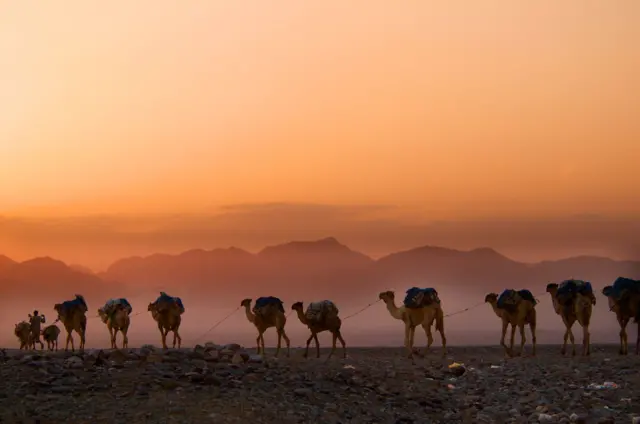 Gaala wal-duraaduuba adeemu