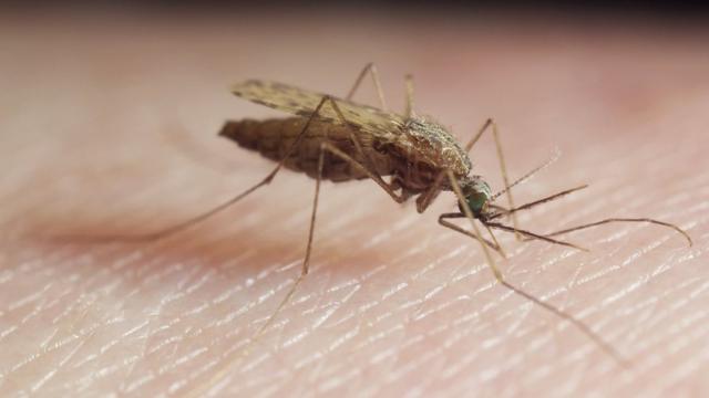 早前有英國科學家改造蚊子的基因，令牠們無法繁殖。科學家聲稱這有助控制會傳播病菌蚊子的數量。