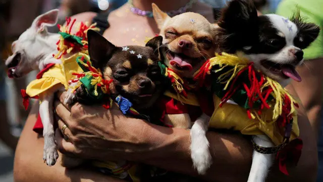 কার্নিভালের কুকুর