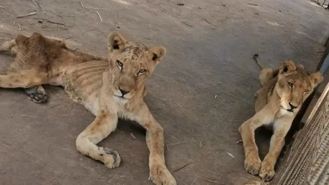 singa di sudan