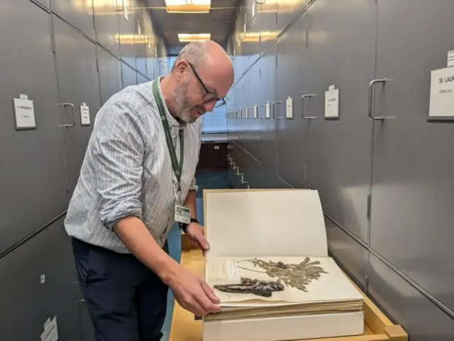 2018માં આ છોડને અસ્તિત્વ પર ગંભીર ખતરો હોય તેવા છોડ તરીકે સૂચિબદ્ધ કરવામાં આવ્યો હતો