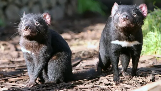 Rare Tasmanian devil table newest clock