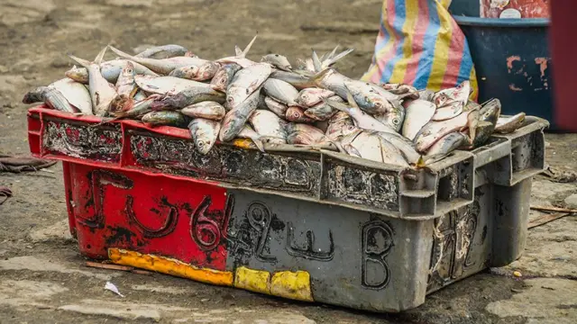 Plastic red and grey tub wey dey overflow wit fresh fish.