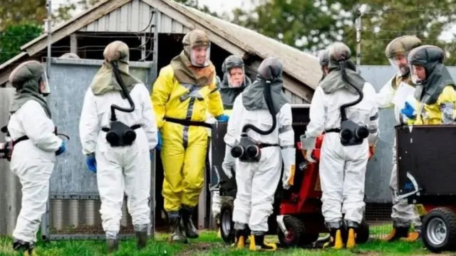 تیم امحا در یکی از مزارع پرورش مینک در دانمارک