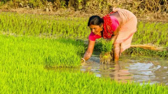 प्रातिनिधिक फोटो