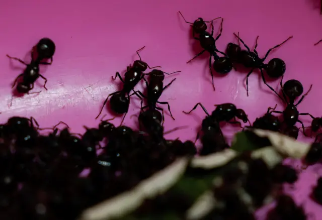 ચીન, કેન્યા, કીડીઓની ચોરી, બીબીસી ગુજરાતી