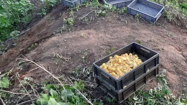 каченята