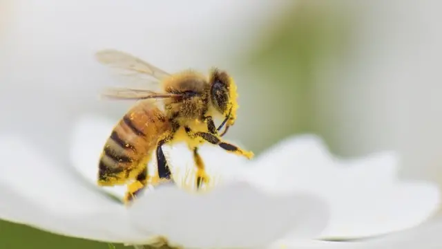 Abeja