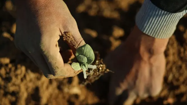 লাগানোর ঠিক দুই মাসের মধ্যে ফল তোলা যায়।