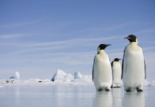 帝企鹅靠着抱团取暖的团队精神顽强地生活在南极大陆。