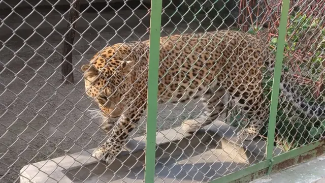 चिडियाखाना