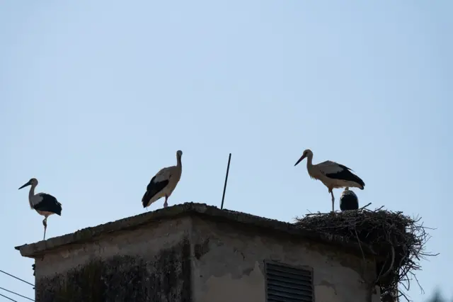Rode Donje Međurovo