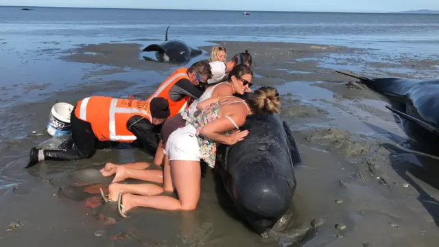 Ballena encallada en Nueva Zelanda