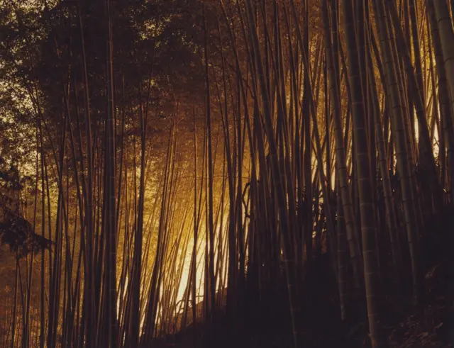 Thick groups of trees