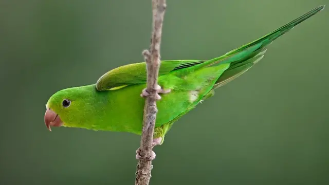 periquito rico