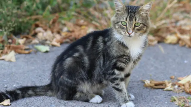 коти