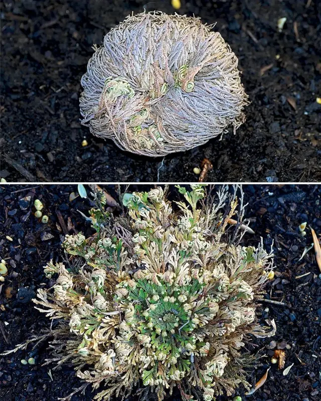Selaginella lepidophylla.